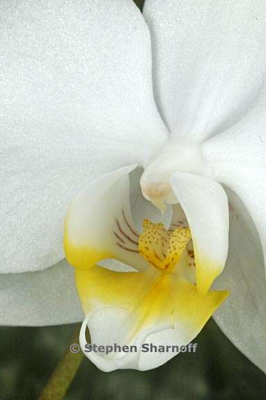 phalaenopsis 3 graphic